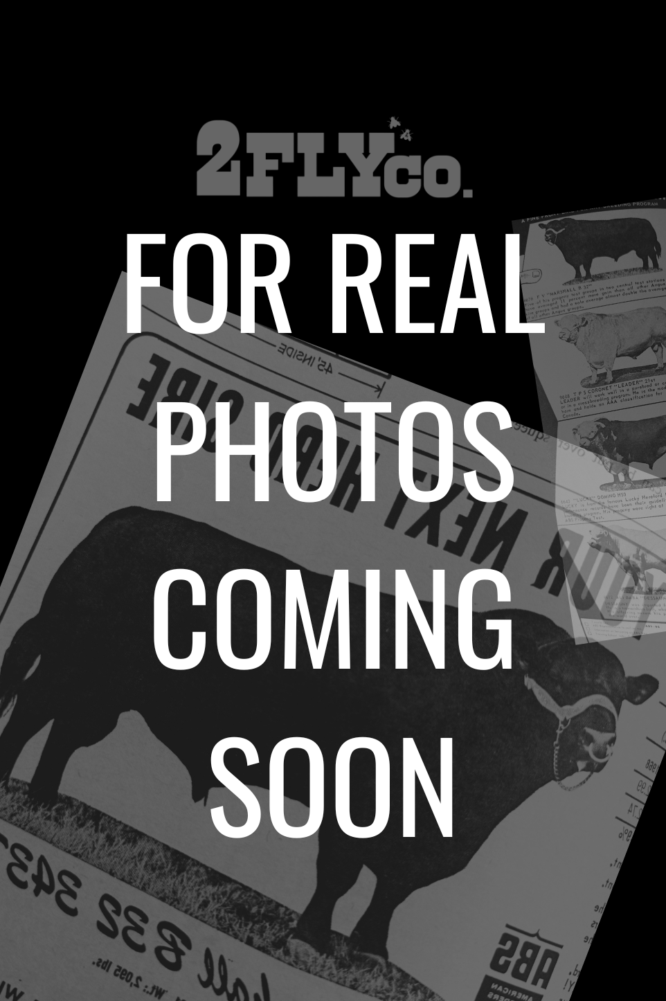 HIGH NOON HEARTS *TWILLY